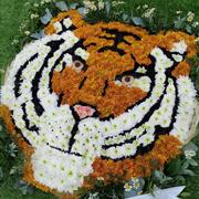 Tiger tribute