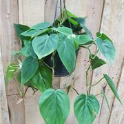 Hanging philodendron