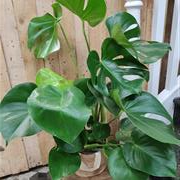 Monstera Plant in jute bag