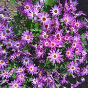 Cineraria