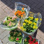 Kalanchoe