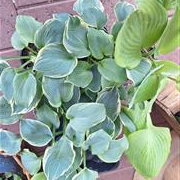 Hosta