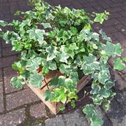 Trailing ivy plants