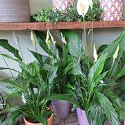 Spathiphyllum