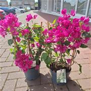 Bouganvillea Sanderiana