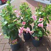 Mandevilla 