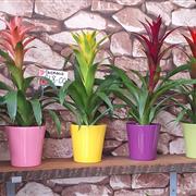 Guzmania