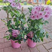 Pink Jasminoides