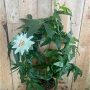 Passiflora hoop