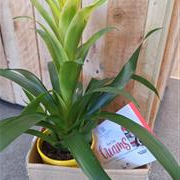 Guzmania and gin gift set