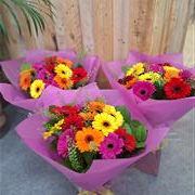 Germini handtied 