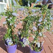 Ceanothus