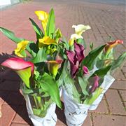 Calla lily plant