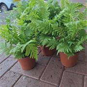 Blechnum fern