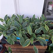 Hosta 04-06-2025 15 32 12