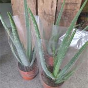 Aloe Vera plants