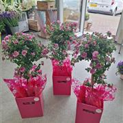 Anisodontea (Cape Mallow)