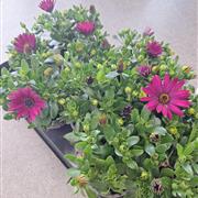 Osteospermum