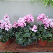 Cyclamen