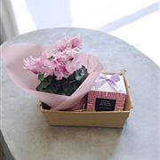Cyclamen gift set