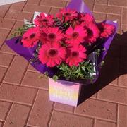 Cerise gerbera handtied