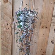 Ceropegia