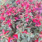 Fuchsia