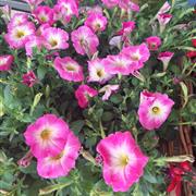 Petunia