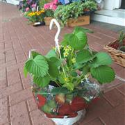 Strawberry hanging basket