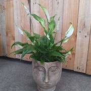 Peaceful buddha